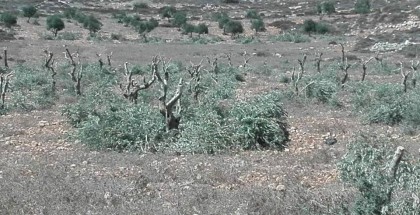 مستوطنون يقطعون 100 شجرة زيتون في ترمسعيا شمال شرق رام الله