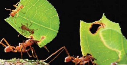 "يشم السرطان".. علماء يكتشفون قدرات هائلة للنمل