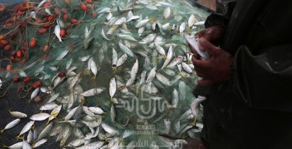صيادون يجمعون الأسماك التي تم صيدها في بحر غزة