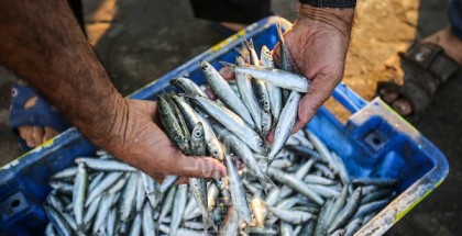 بكر : هناك قرار باستيراد الأسماك من مصر لسد احتياجات السوق