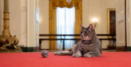 قطة جديدة في البيت الأبيض السر في "واقعة المنصة"