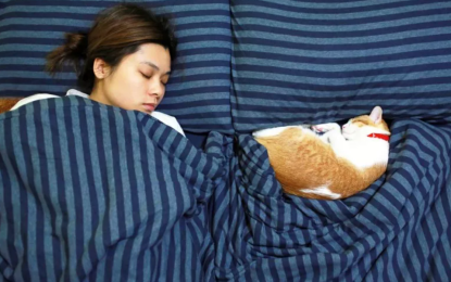 إلى محبي النوم بجوار القطط: «احذروا»