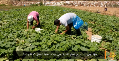مزارعون يحصدون ثمار "الخيار" في بيت لاهيا شمال قطاع غزة