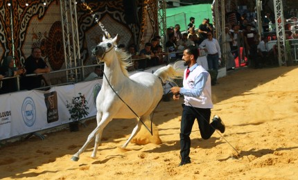 مدربو خيول يستعرضون خيولهم العربية خلال مسابقة جمال للخيول العربية الأصيلة في مدينة الخليل